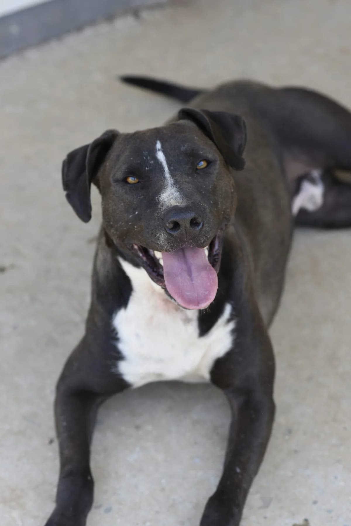 DAHO, male Cane Corso for adoption at Refuge Saint Roch (Valence), Valence