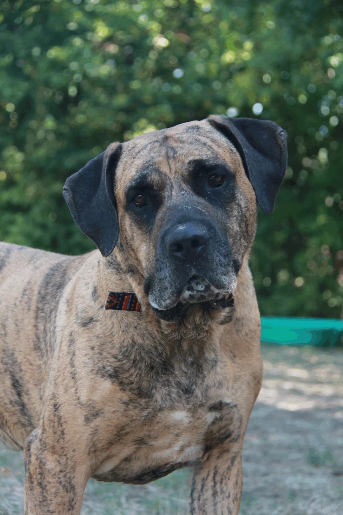 PEOPLE, male mixed breed for adoption at Refuge Saint Roch (Valence), Valence