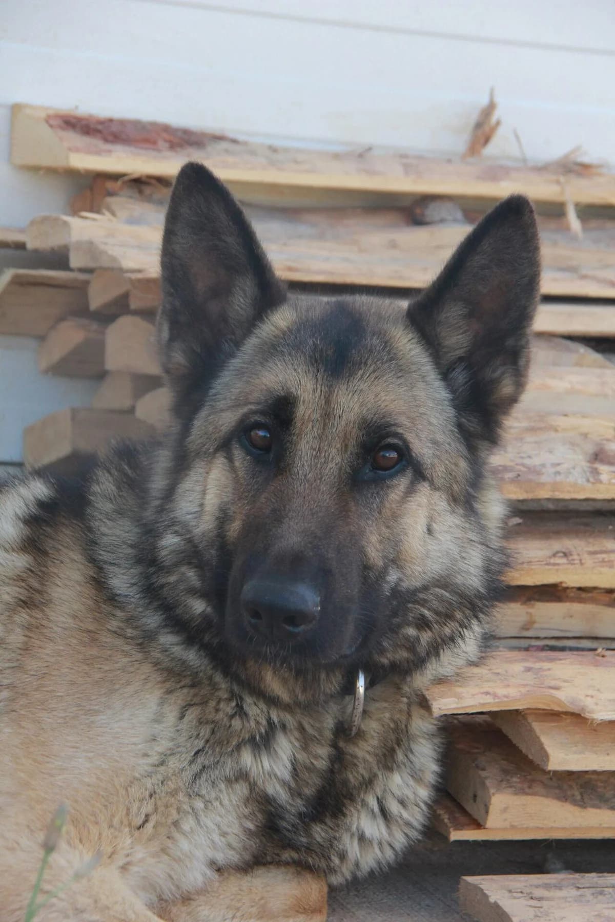 TAÏRO, male Belgian Malinois for adoption at Refuge Saint Roch (Valence), Valence
