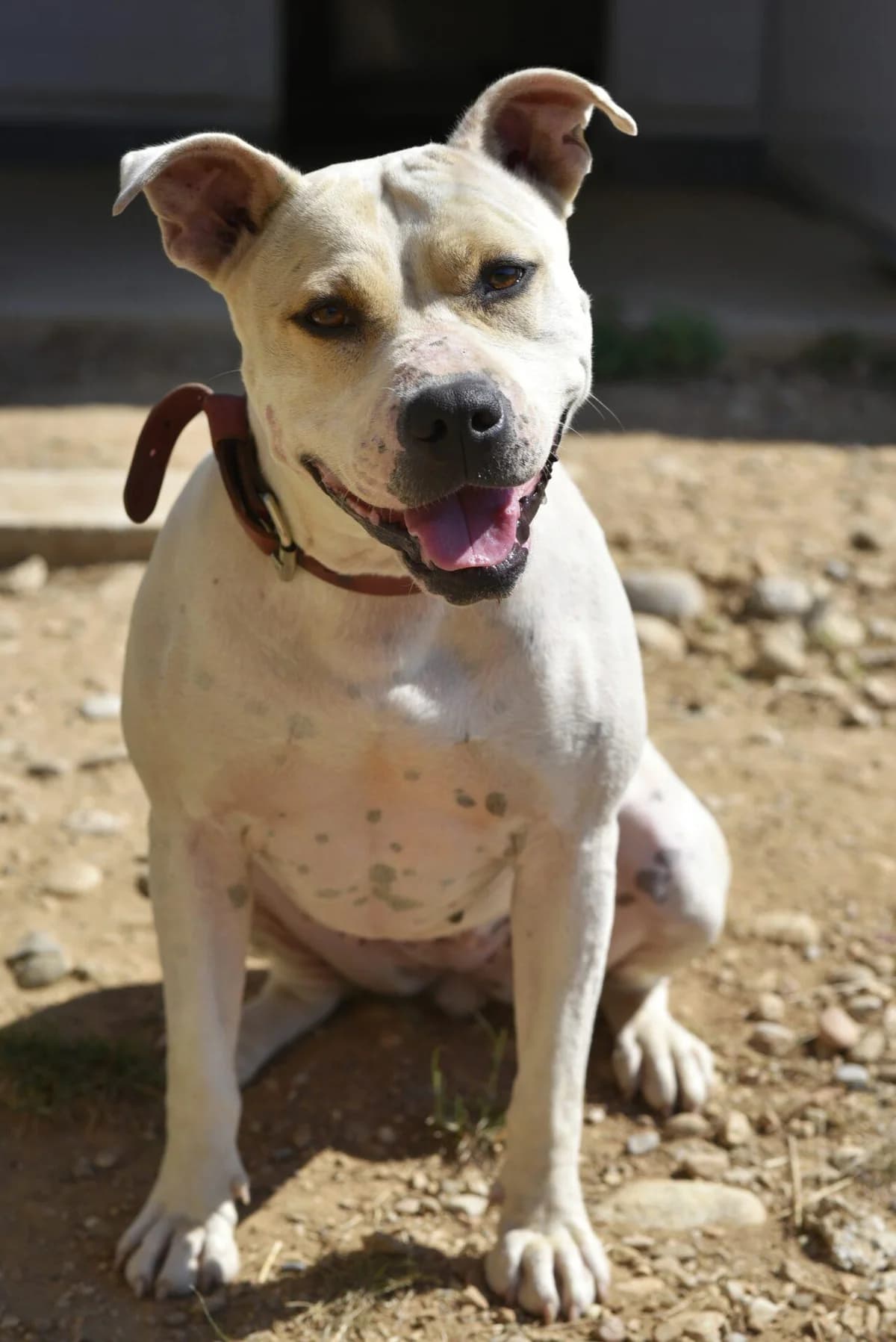 ETNA, female mixed breed for adoption at Refuge Saint Roch (Valence), Valence