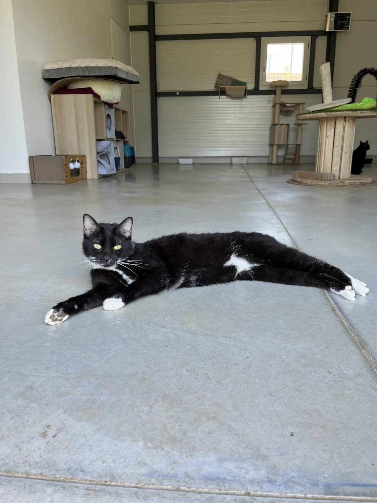 PALLINI, male Mixed Breed for adoption at Refuge Saint Roch (Valence), Valence