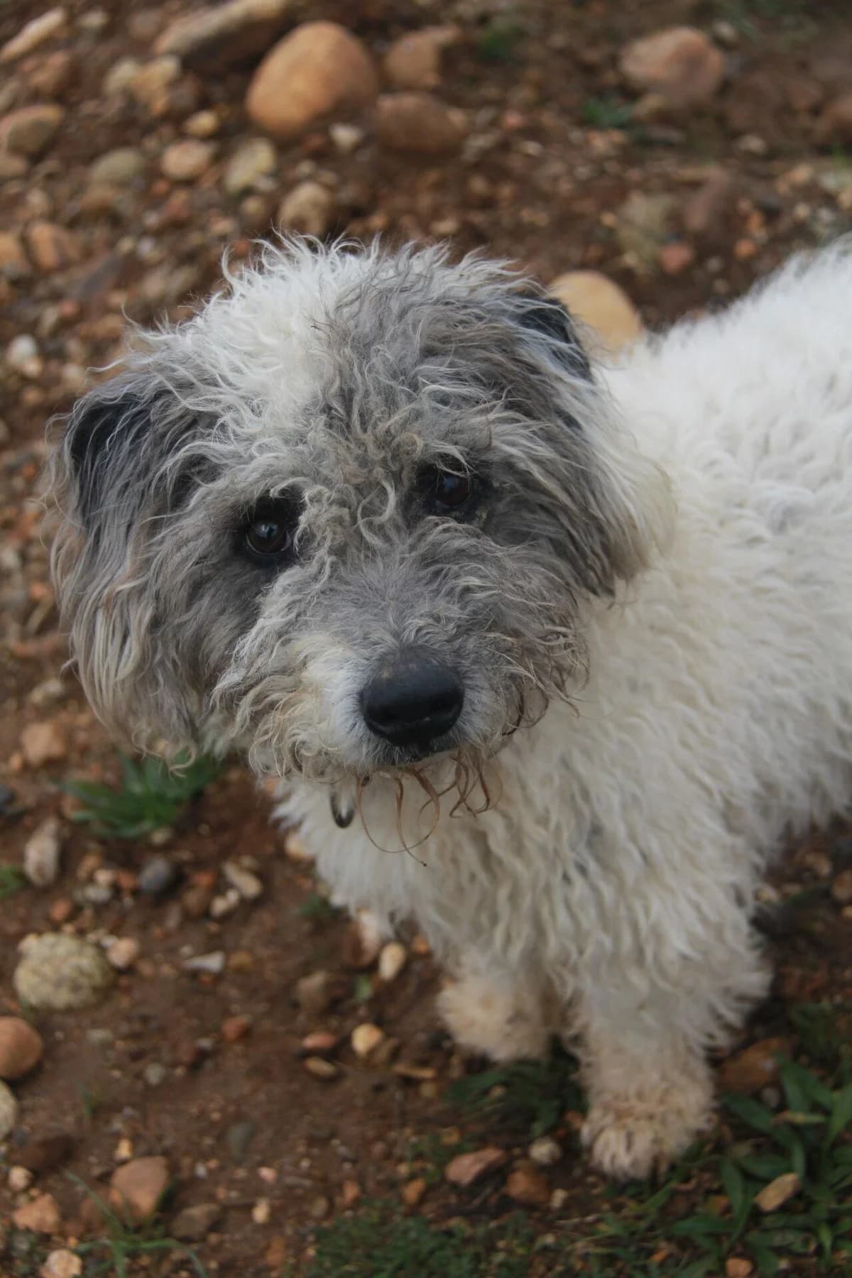 NOUGAT, male mixed breed for adoption at Refuge Saint Roch (Valence), Valence