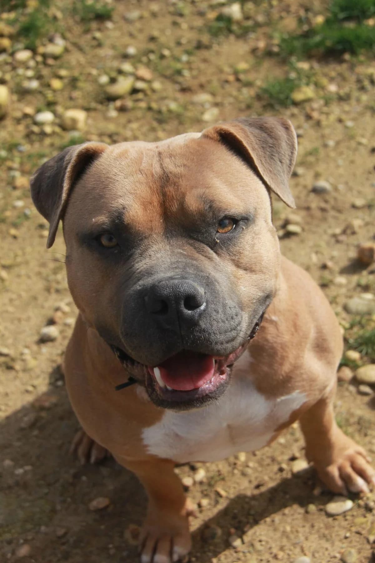 KIWI, male mixed breed for adoption at Refuge Saint Roch (Valence), Valence