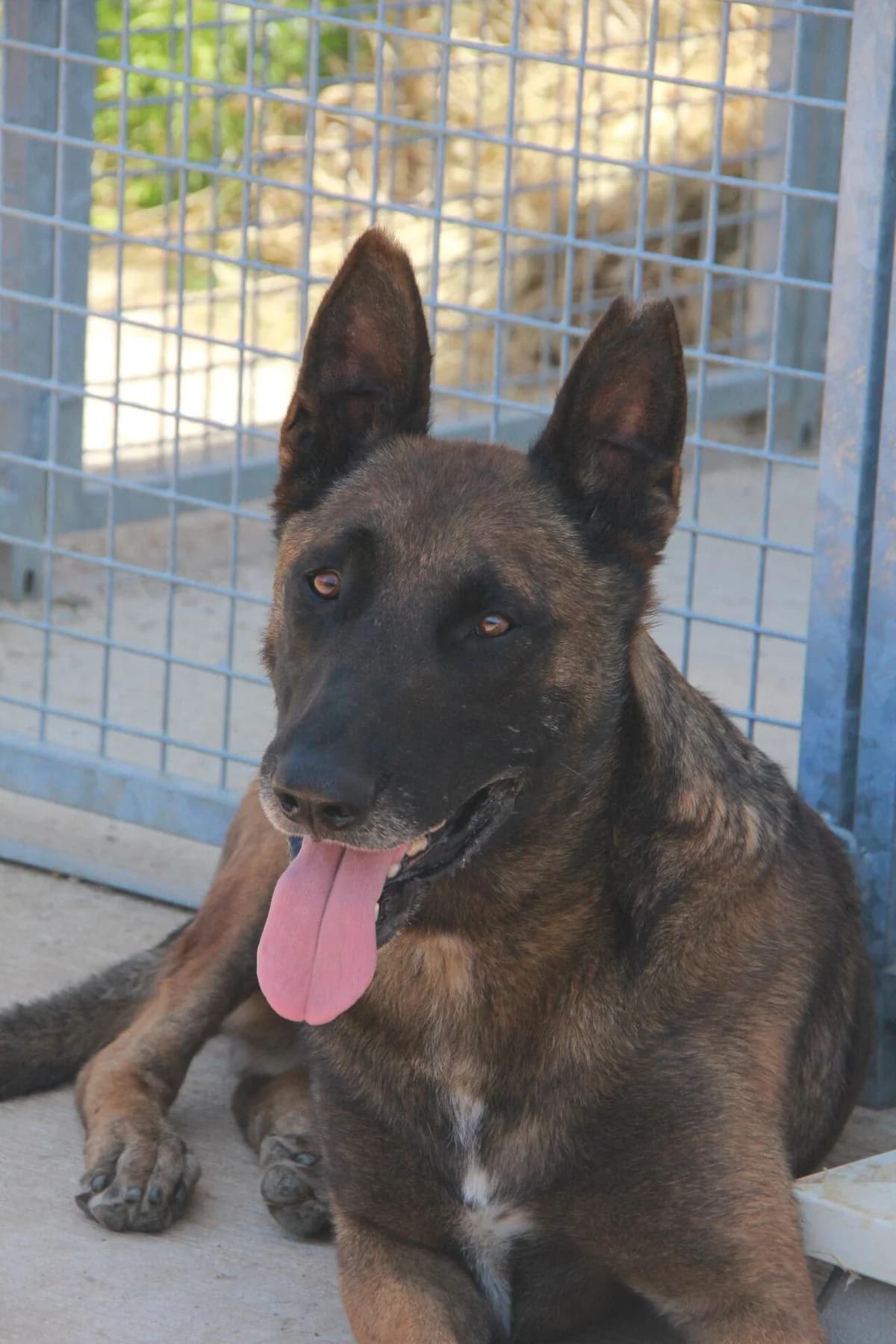 MEX, male Belgian Malinois for adoption at Refuge Saint Roch (Valence), Valence
