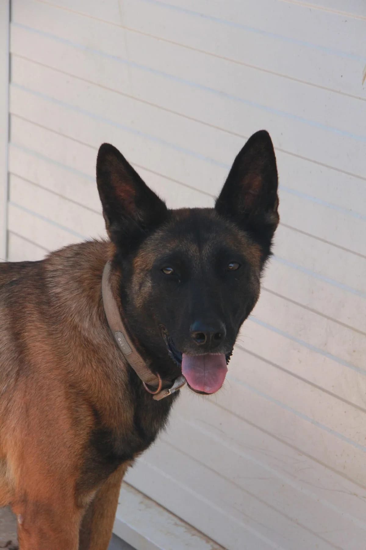 SIDJY, female Belgian Malinois for adoption at Refuge Saint Roch (Valence), Valence