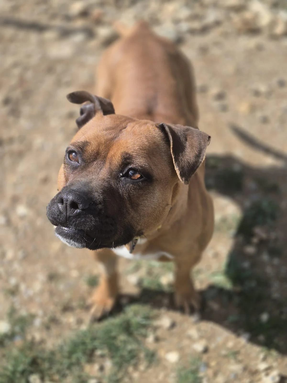 MATCHA, female mixed breed for adoption at Refuge Saint Roch (Valence), Valence