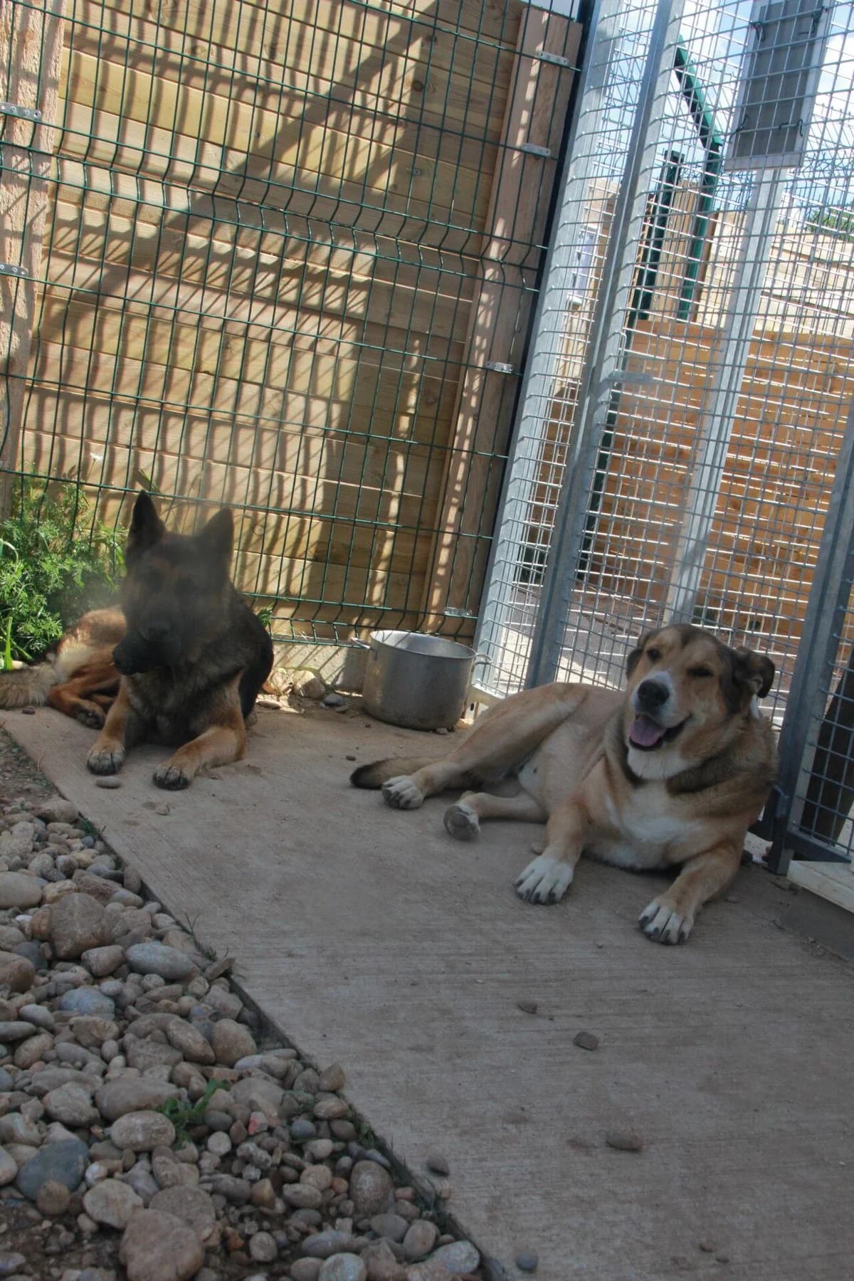 LUMA et LAYA, female senior mixed breed for adoption at Refuge Saint Roch (Valence), Valence