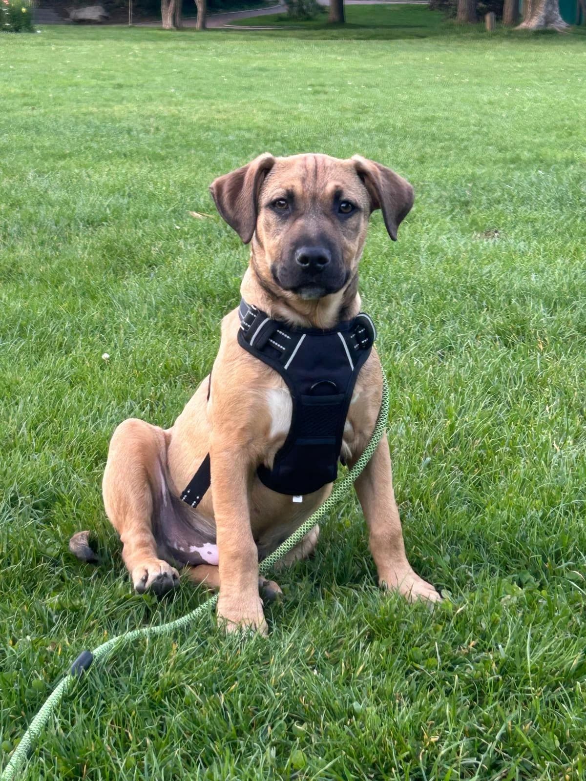 BACON, male mixed breed for adoption at Refuge Saint Roch (Valence), Valence
