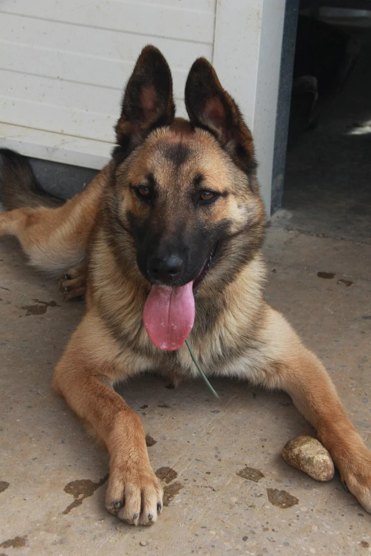CERISE, female Belgian Malinois for adoption at Refuge Saint Roch (Valence), Valence