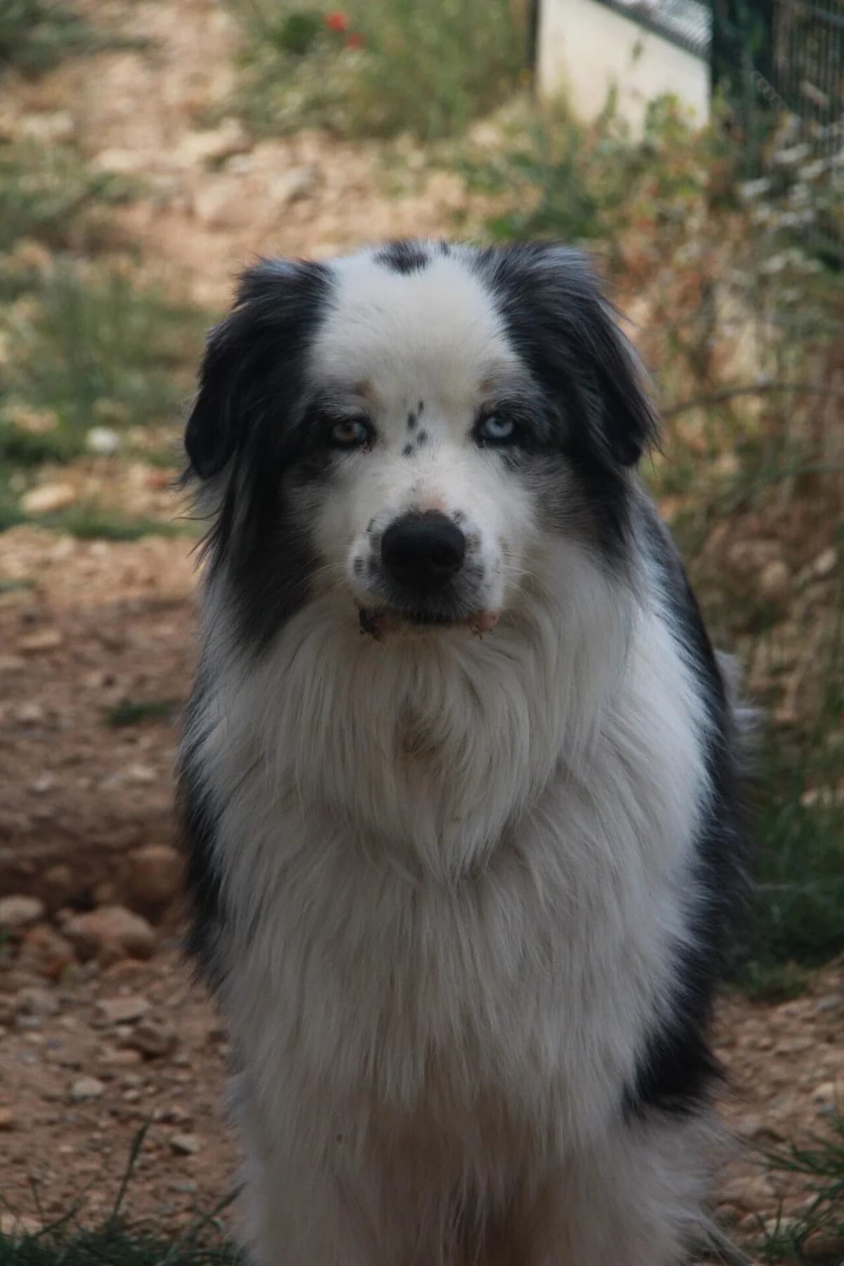 VAÏKO, male puppy Australian Shepherd for adoption at Refuge Saint Roch (Valence), Valence