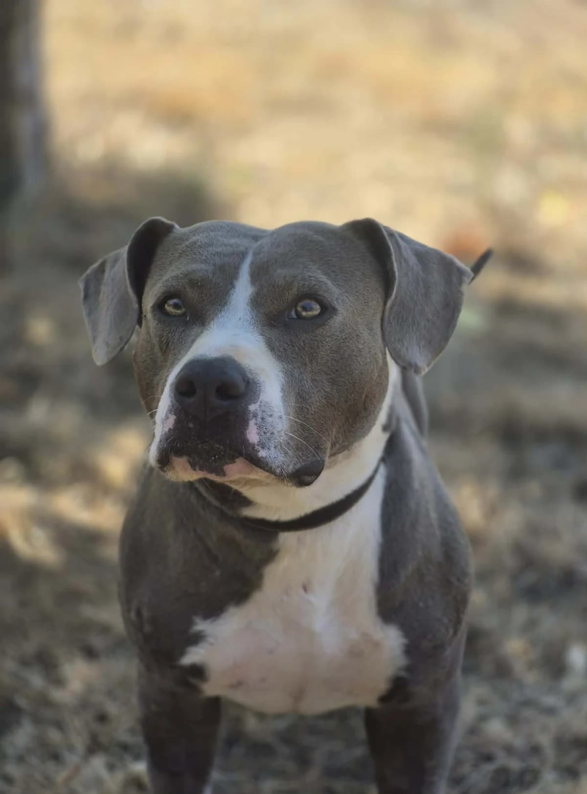 SKY-BLUE, female mixed breed for adoption at Refuge Saint Roch (Valence), Valence