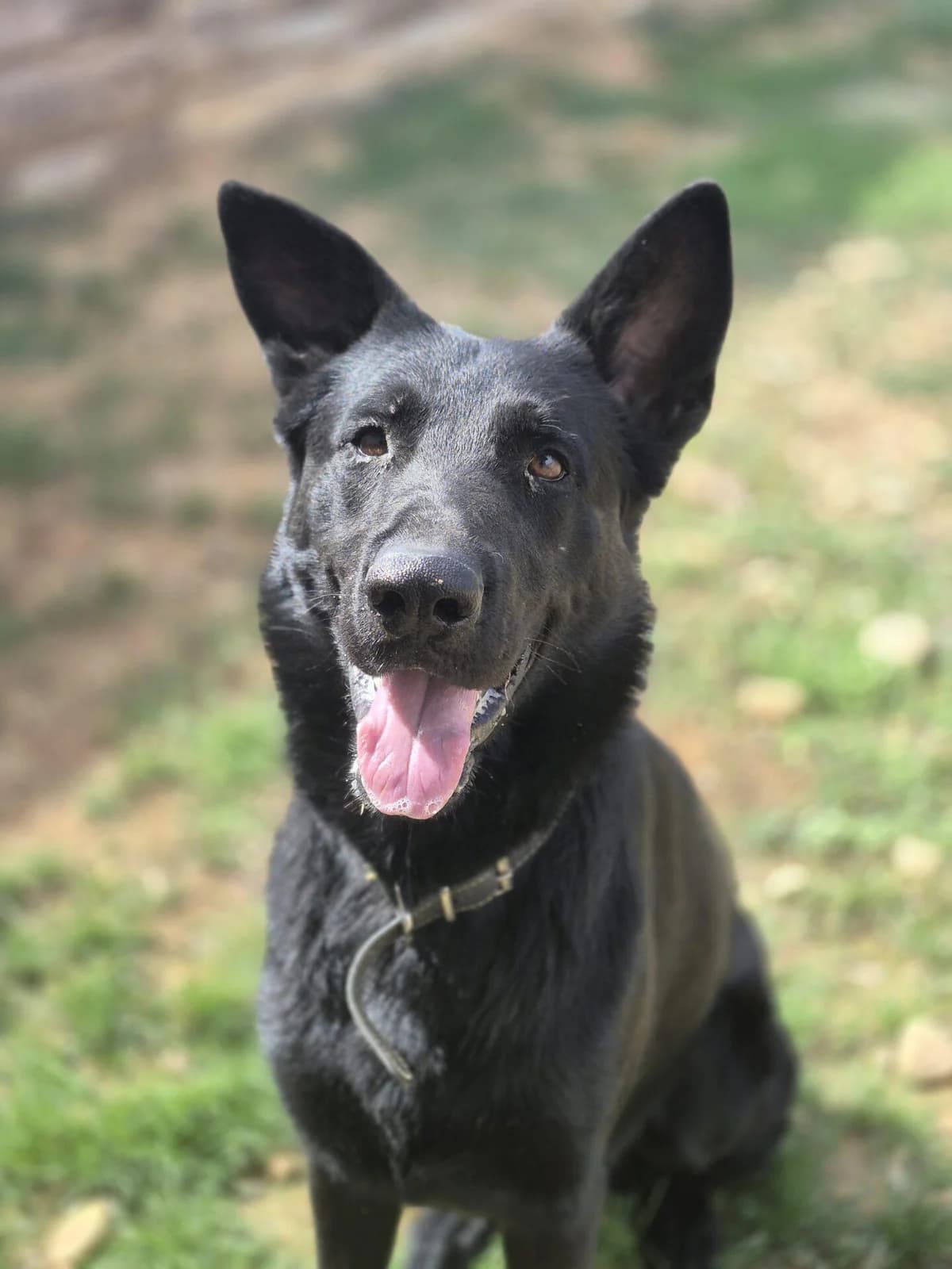 UNTER, male German Shepherd for adoption at Refuge Saint Roch (Valence), Valence