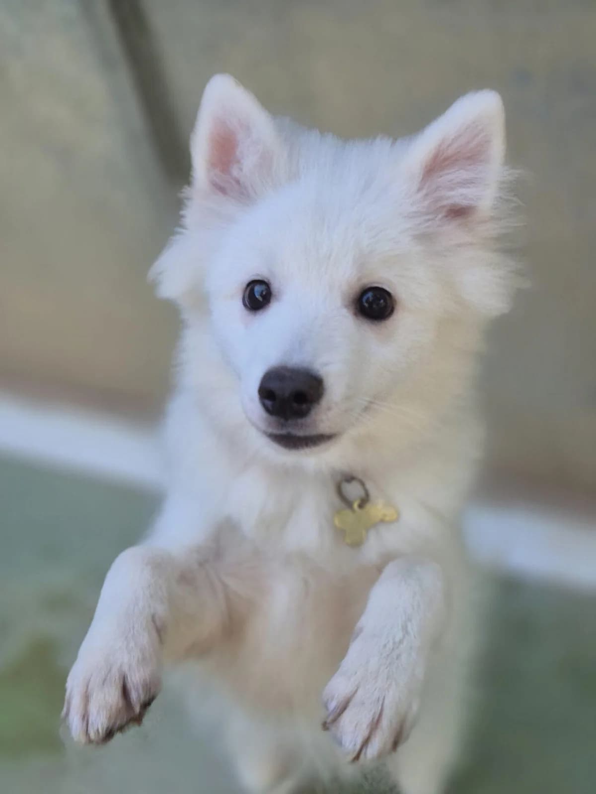 BOUNTY, male Pomsky for adoption at Refuge Saint Roch (Valence), Valence