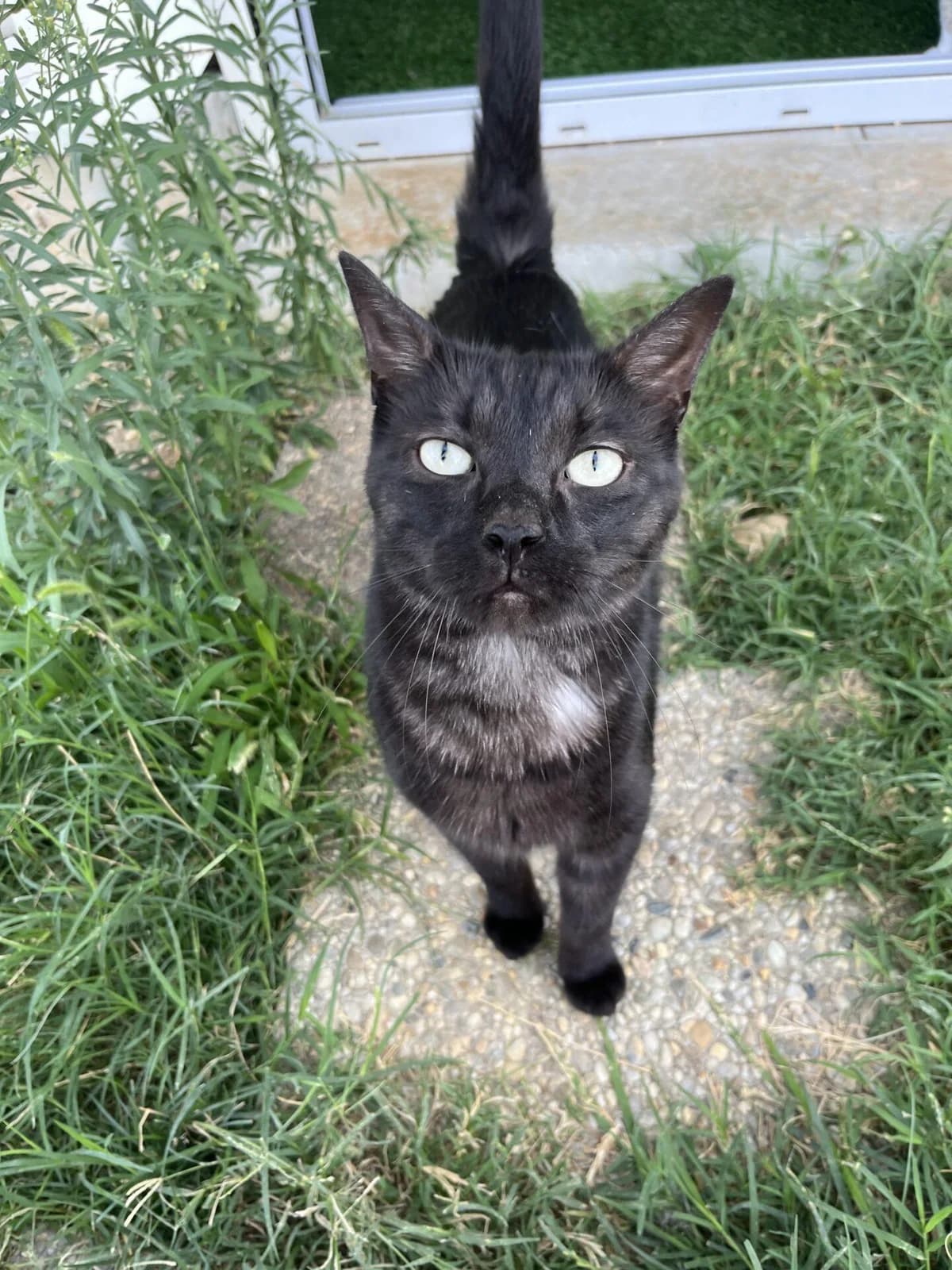 VERMONT, male Mixed Breed for adoption at Refuge Saint Roch (Valence), Valence