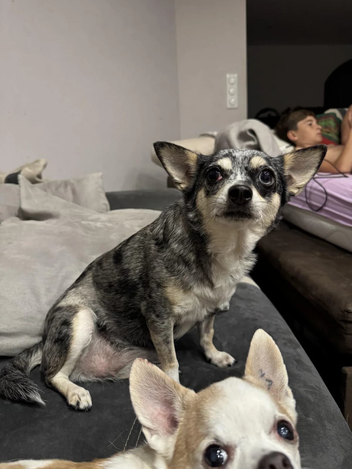 PAYPAL, female Chihuahua for adoption at Refuge Saint Roch (Valence), Valence