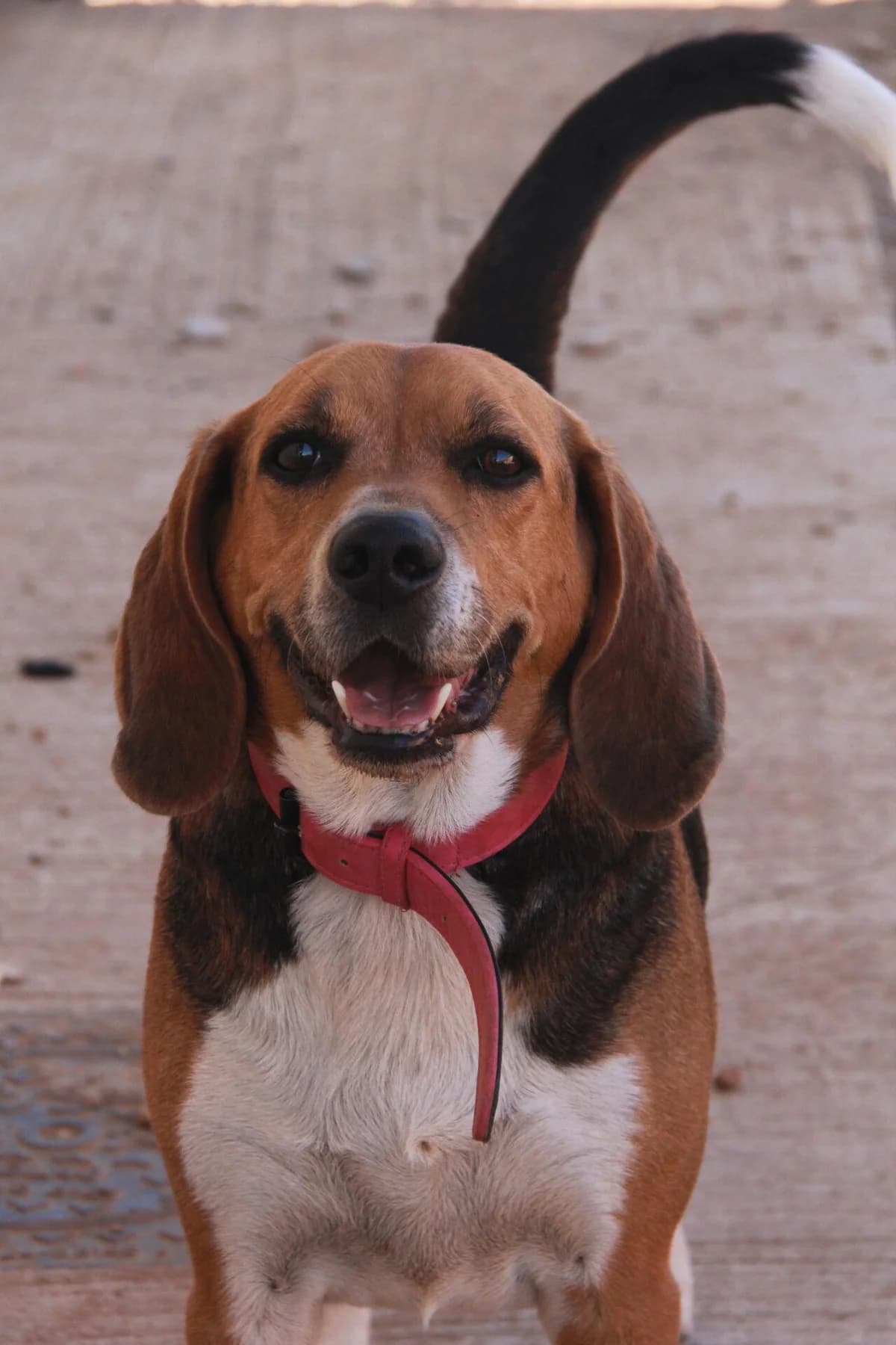 PABLO, male Beagle for adoption at Refuge Saint Roch (Valence), Valence