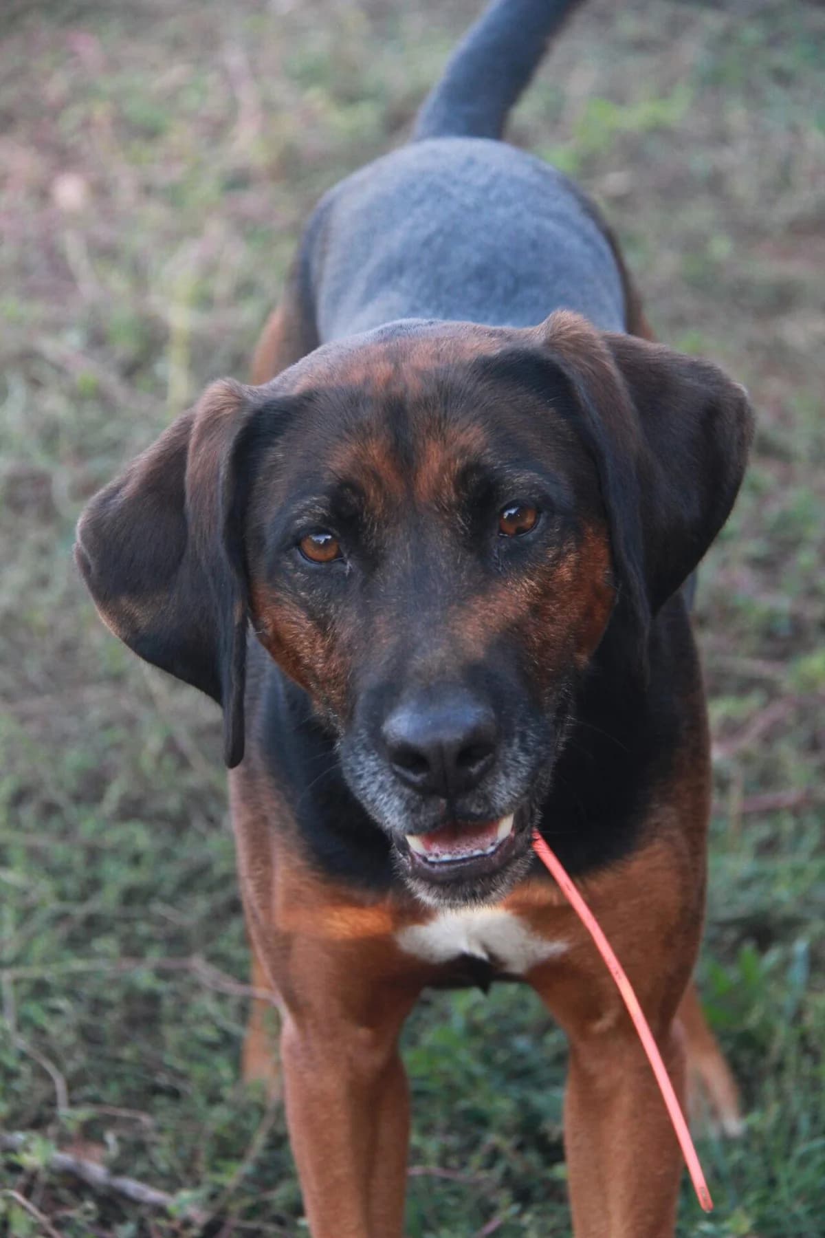 OSCAR, male Beagle for adoption at Refuge Saint Roch (Valence), Valence
