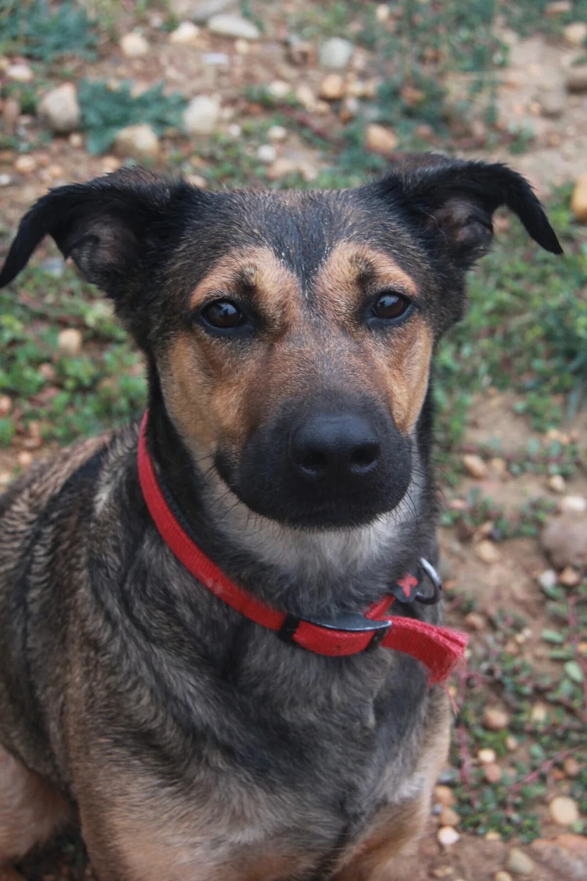 LILA, female Labrador Retriever for adoption at Refuge Saint Roch (Valence), Valence