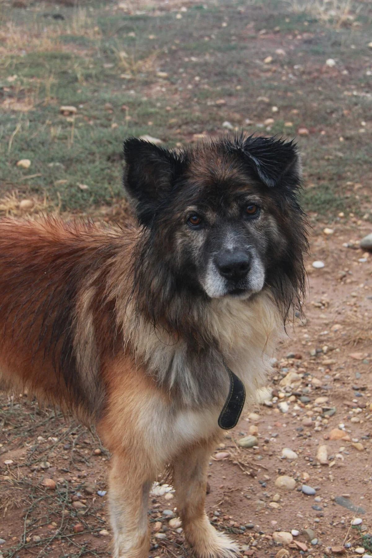 MALO, male Collie for adoption at Refuge Saint Roch (Valence), Valence
