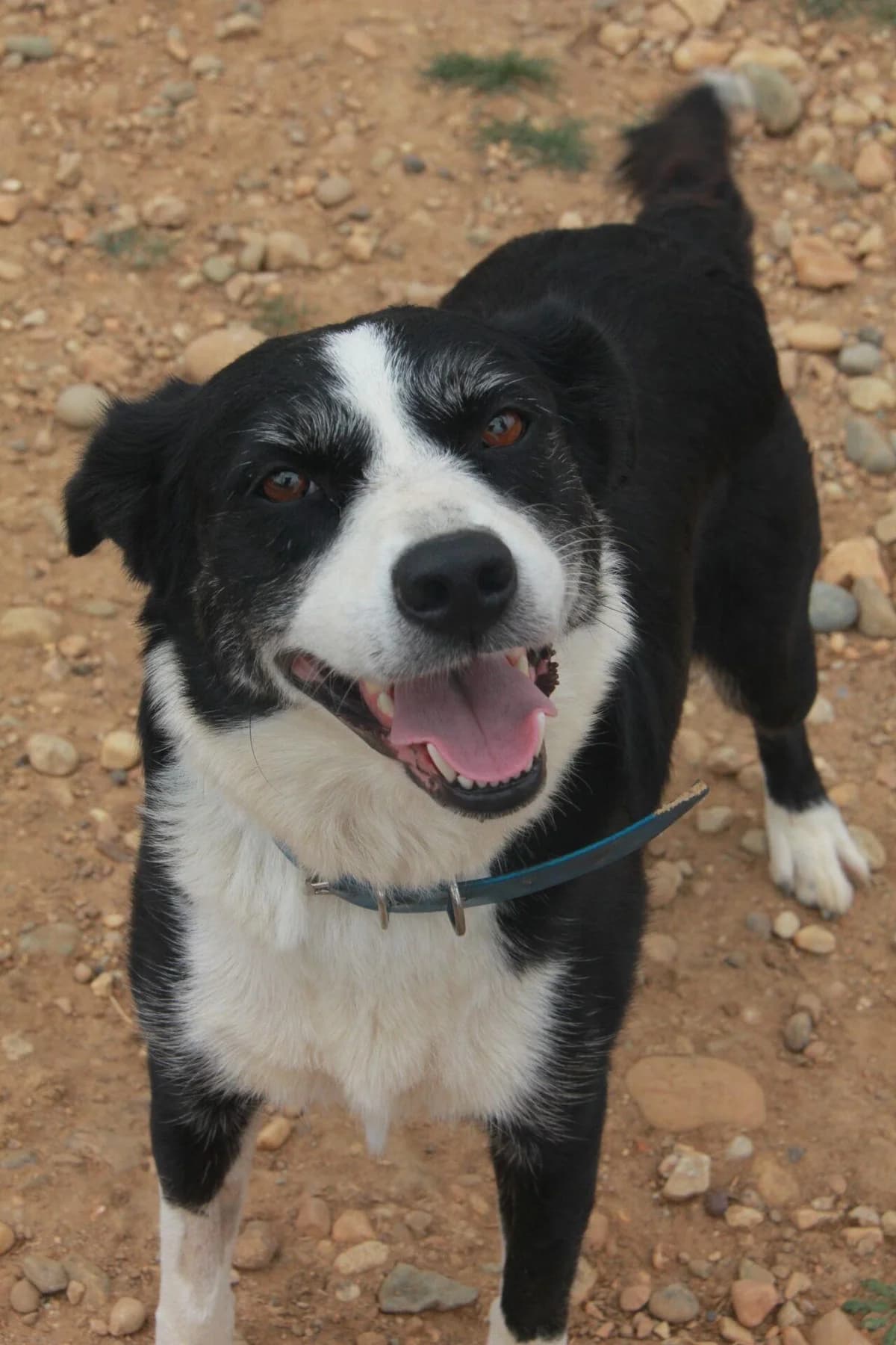 MANDARINE, female Border Collie for adoption at Refuge Saint Roch (Valence), Valence