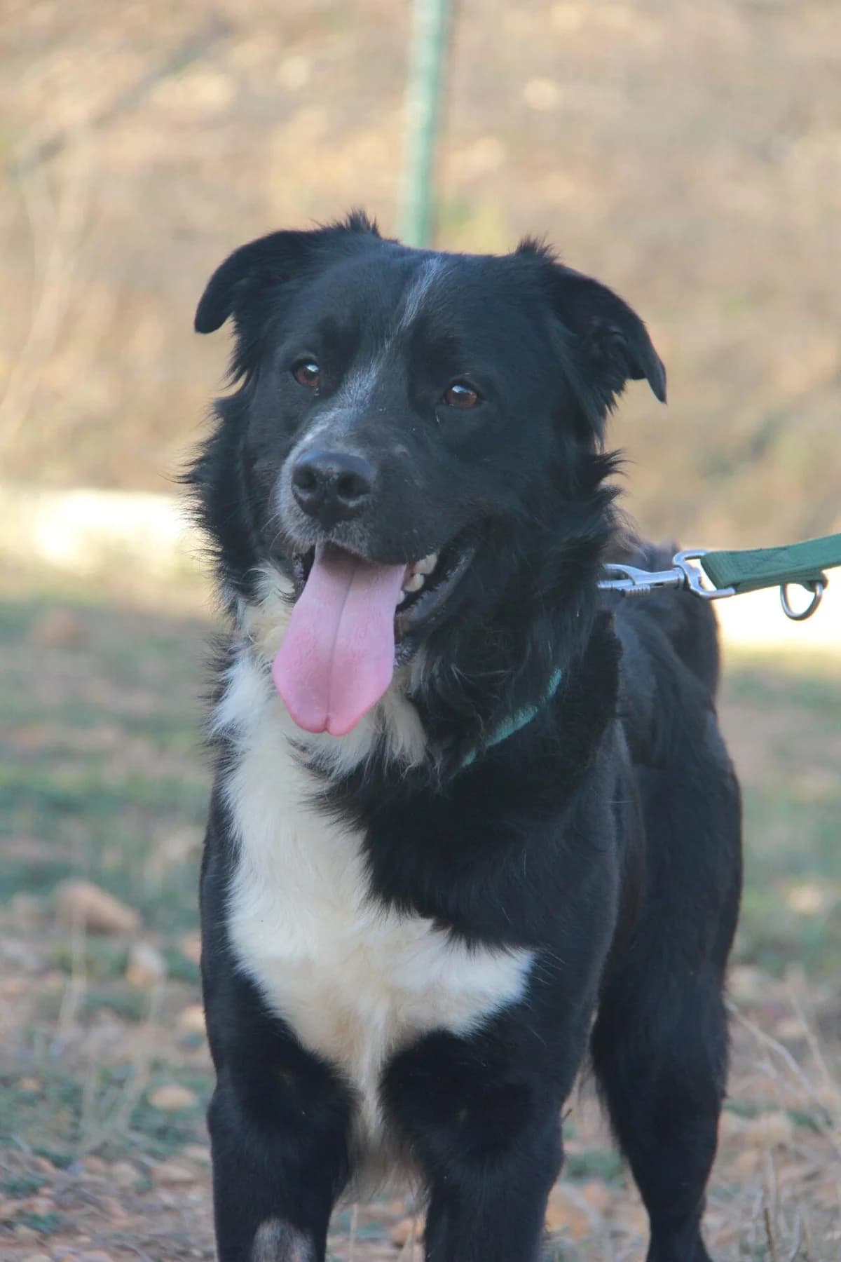 GARFIELD, male Border Collie for adoption at Refuge Saint Roch (Valence), Valence
