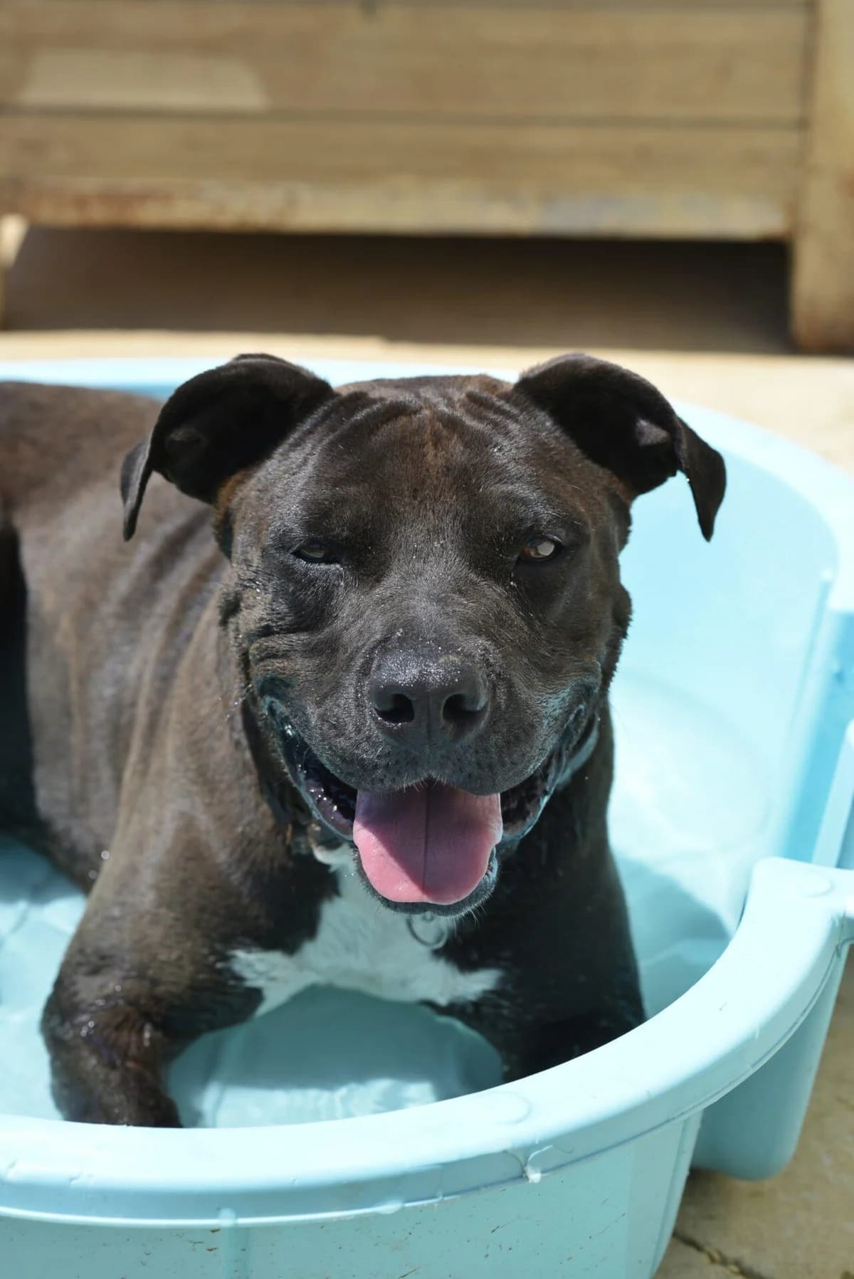 UBLO, male mixed breed for adoption at Refuge Saint Roch (Valence), Valence