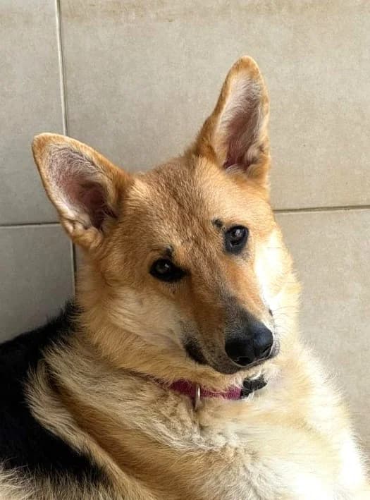 ASTON, German Shepherd for adoption at Refuge Saint Roch Marseille, Marseille