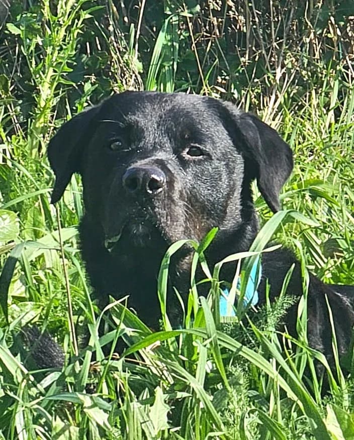 Bandit, male Labrador Retriever for adoption at Refuge Saint Roch Marseille, Marseille