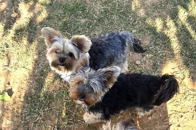 chouchou et Finette, Yorkshire Terrier for adoption at Refuge Saint Roch Marseille, Marseille