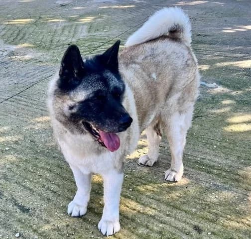 Douma, female Akita for adoption at Refuge Saint Roch Marseille, Marseille