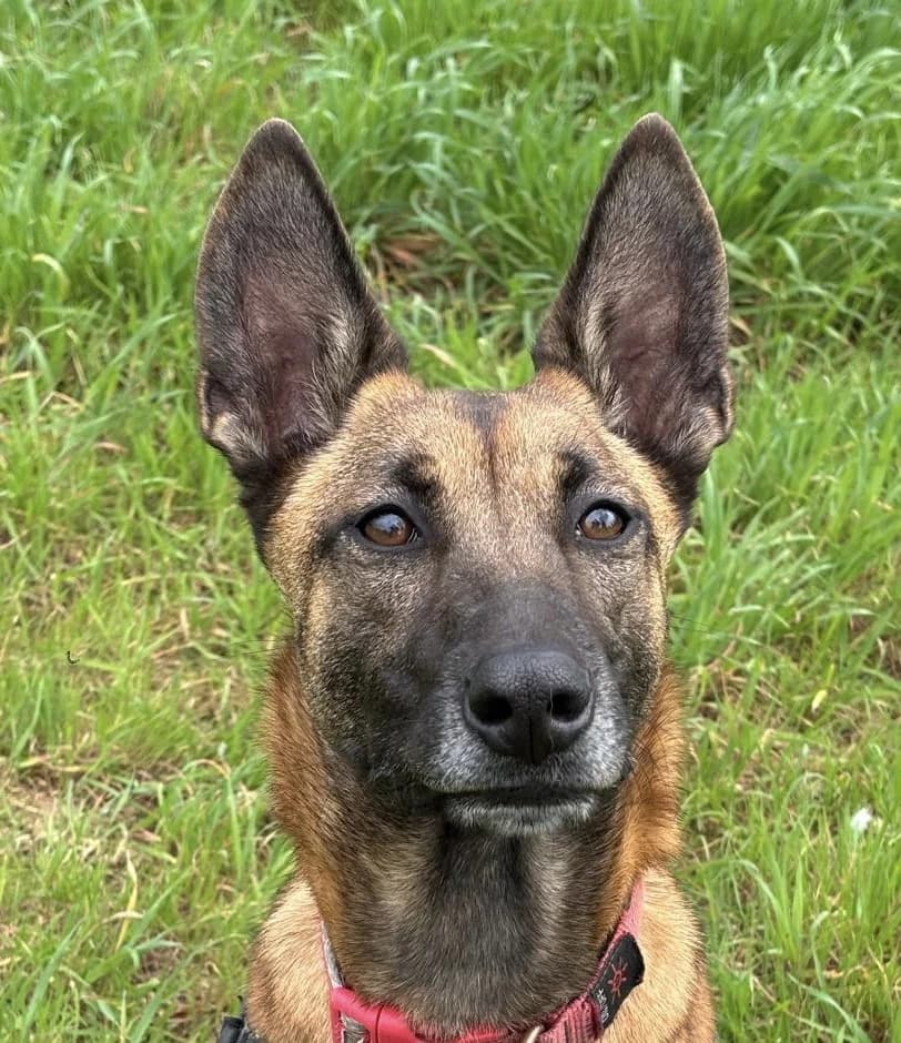 Gina, female Belgian Malinois for adoption at Refuge Saint Roch Marseille, Marseille