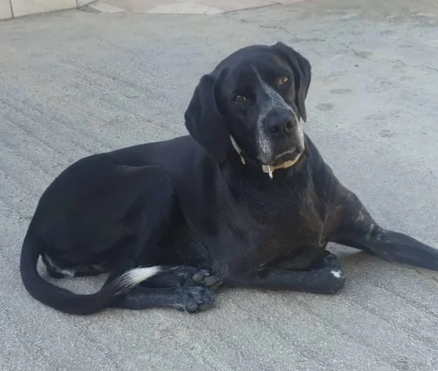 Jessie, female Pointer for adoption at Refuge Saint Roch Marseille, Marseille