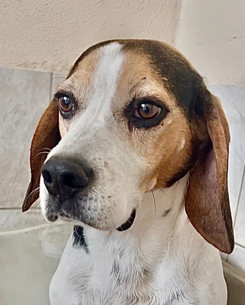 Max, male Beagle for adoption at Refuge Saint Roch Marseille, Marseille
