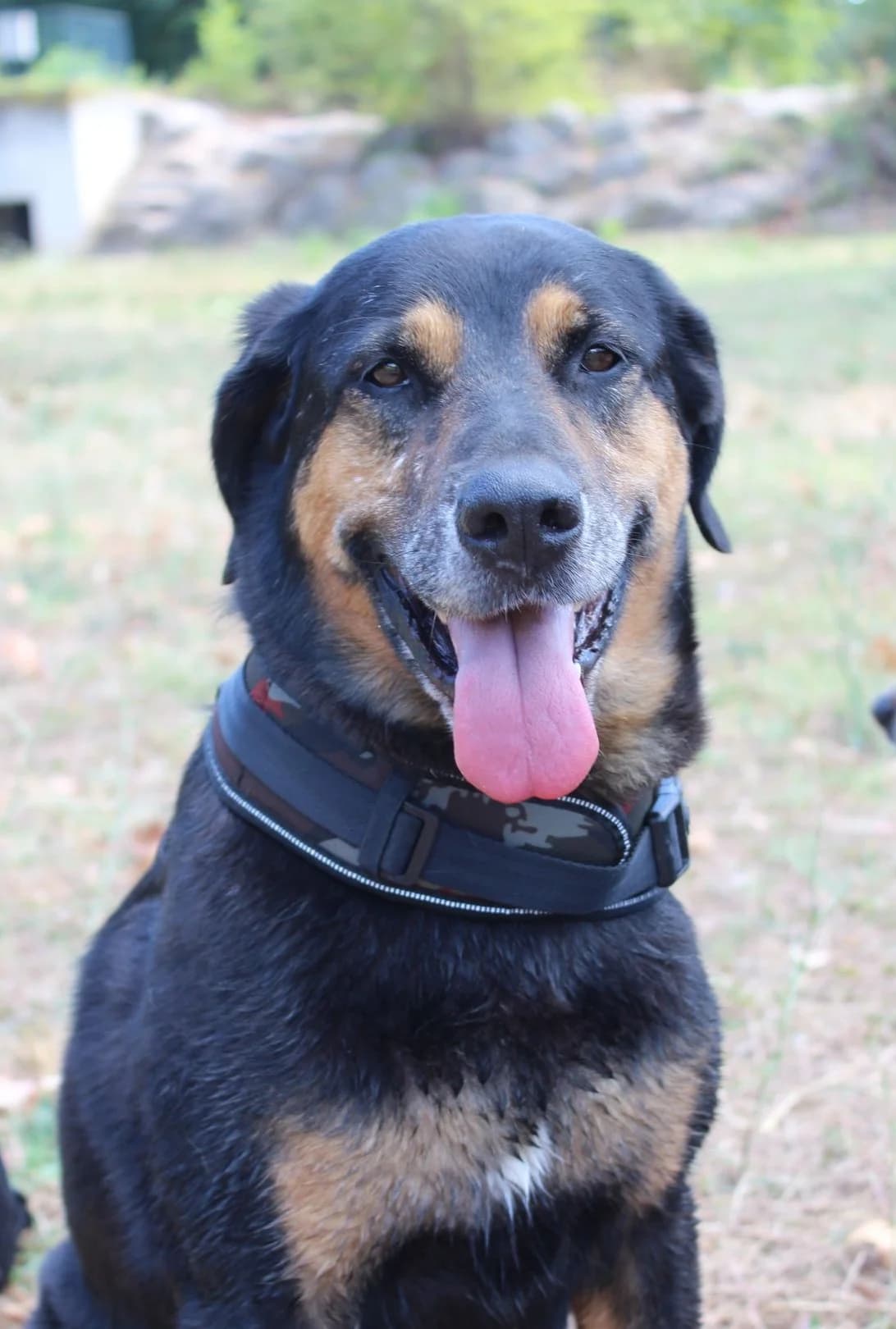 Nikita, female Mixed Breed for adoption at Refuge Saint Roch Marseille, Marseille