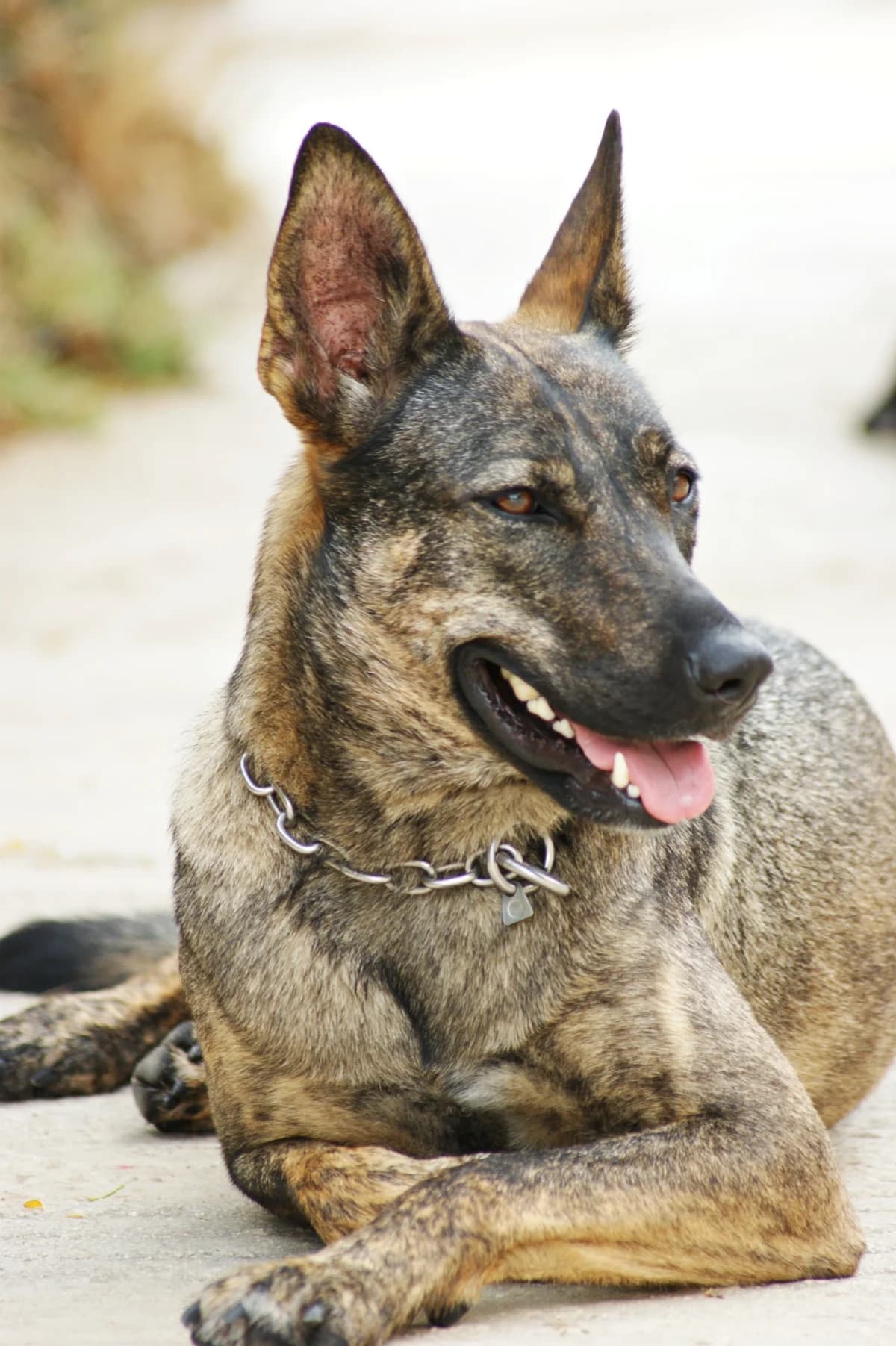 Pandora, female mixed breed for adoption at Refuge Saint Roch Marseille, Marseille