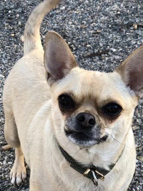 Plume et Snoop, female Chihuahua for adoption at Refuge Saint Roch Marseille, Marseille