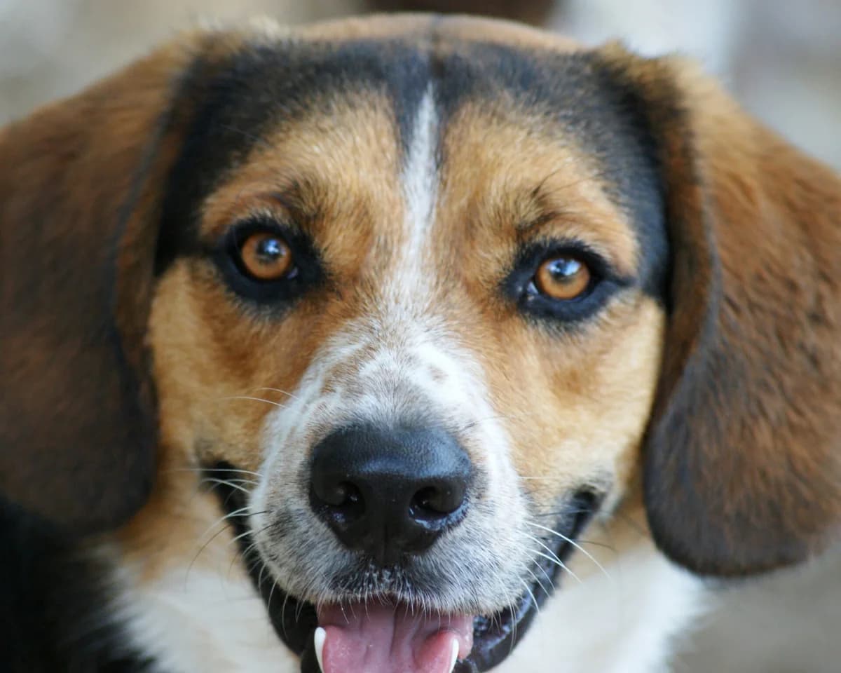 RUBY, male Beagle for adoption at Refuge Saint Roch Marseille, Marseille