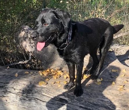 BANDIT, Labrador Retriever for adoption at Refuge Saint Roch Marseille, Marseille