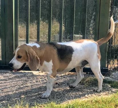 MACHA, female Beagle for adoption at Refuge Saint Roch Marseille, Marseille