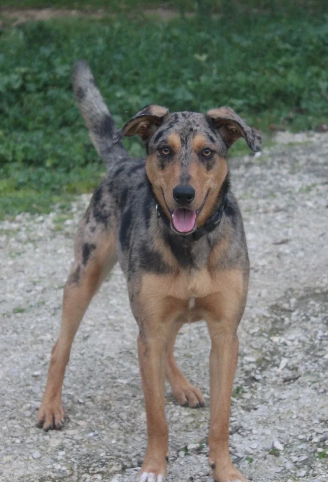 Venus, female Mixed Breed for adoption at Refuge Saint Roch Marseille, Marseille
