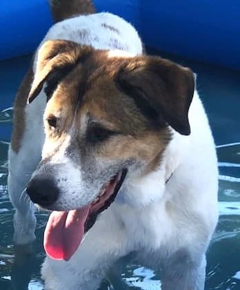 Beethoven, male Saint Bernard for adoption at Marseille