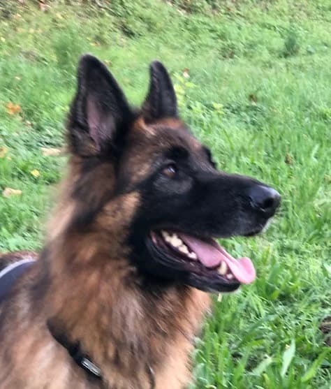 Adamei, German Shepherd for adoption at Refuge Saint Roch Marseille, Marseille