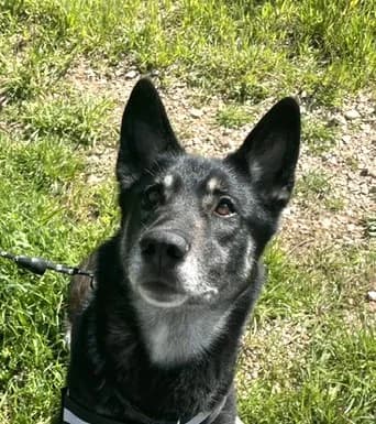 Llupa, female Husky for adoption at Refuge Saint Roch Marseille, Marseille