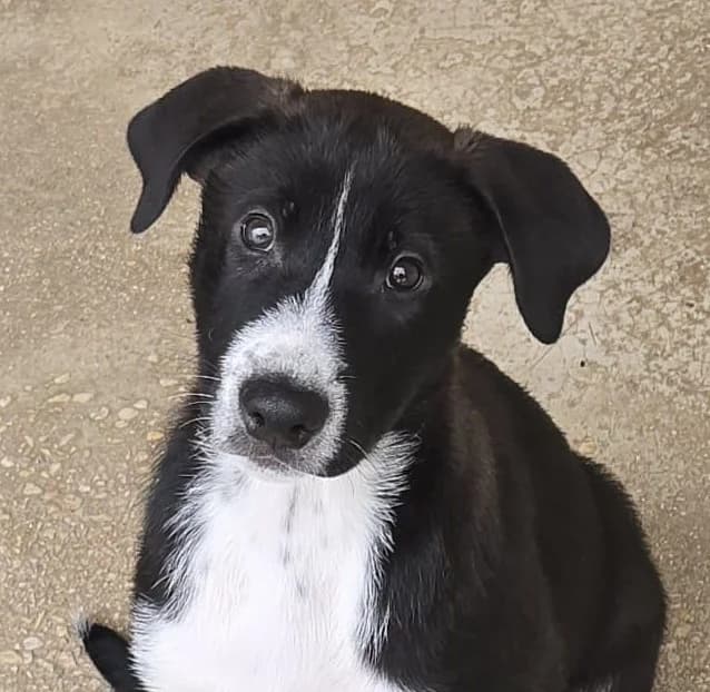 Chiot Spike, Mixed Breed for adoption at Refuge Saint Roch Marseille, Marseille