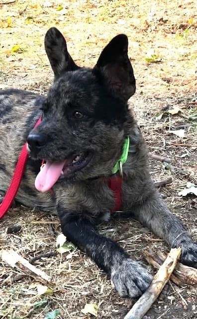 BOOBA, Mixed Breed for adoption at Refuge Saint Roch Marseille, Marseille