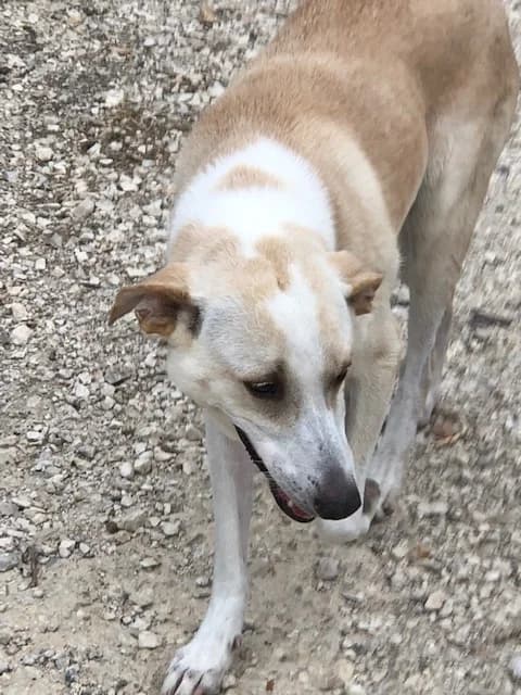 CANDY, female Labrador Retriever for adoption at Refuge Saint Roch Marseille, Marseille