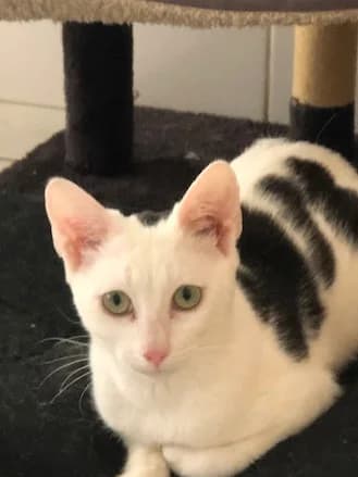 CHATS, male Mixed Breed for adoption at Refuge Saint Roch Marseille, Marseille