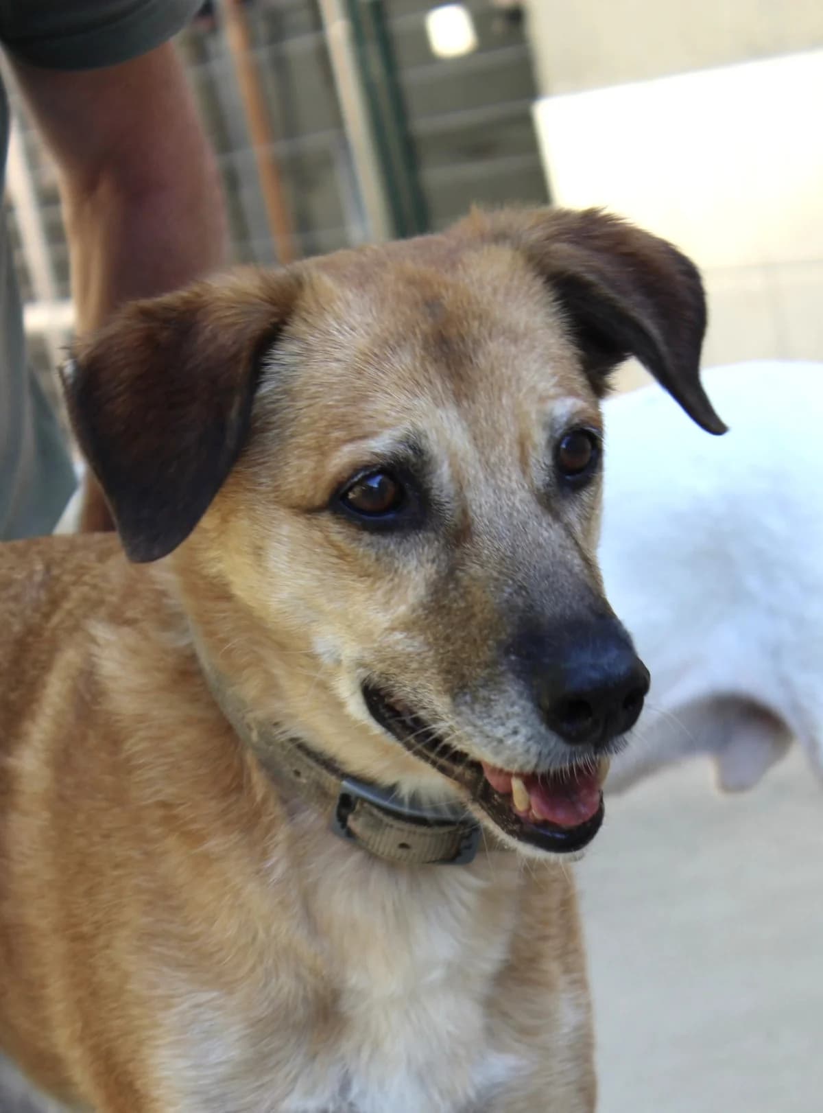 INU, female Mixed Breed for adoption at Refuge Saint Roch Marseille, Marseille