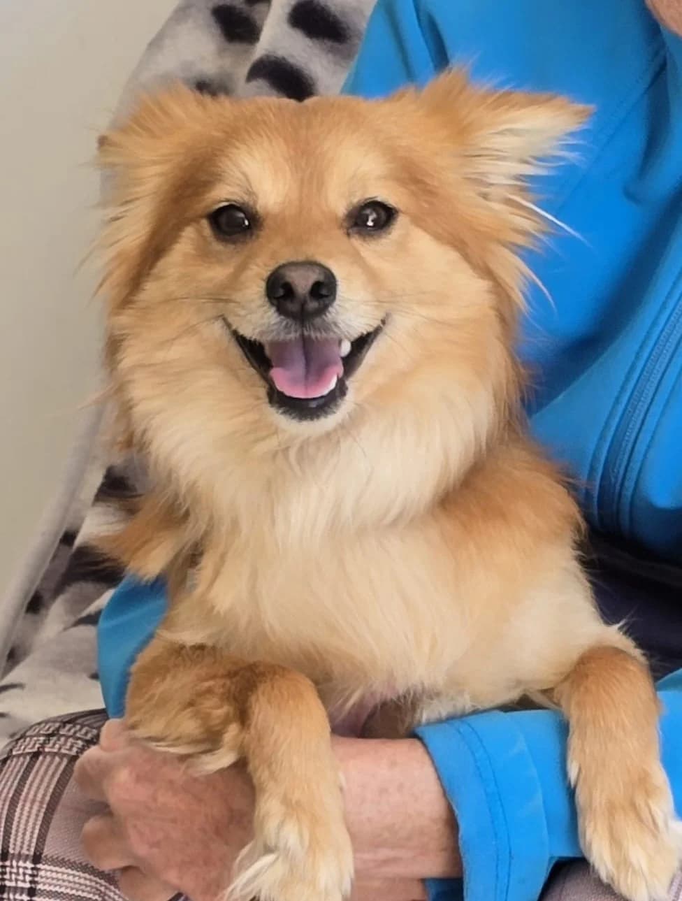 JOY, male Mixed Breed for adoption at Refuge Saint Roch Marseille, Marseille