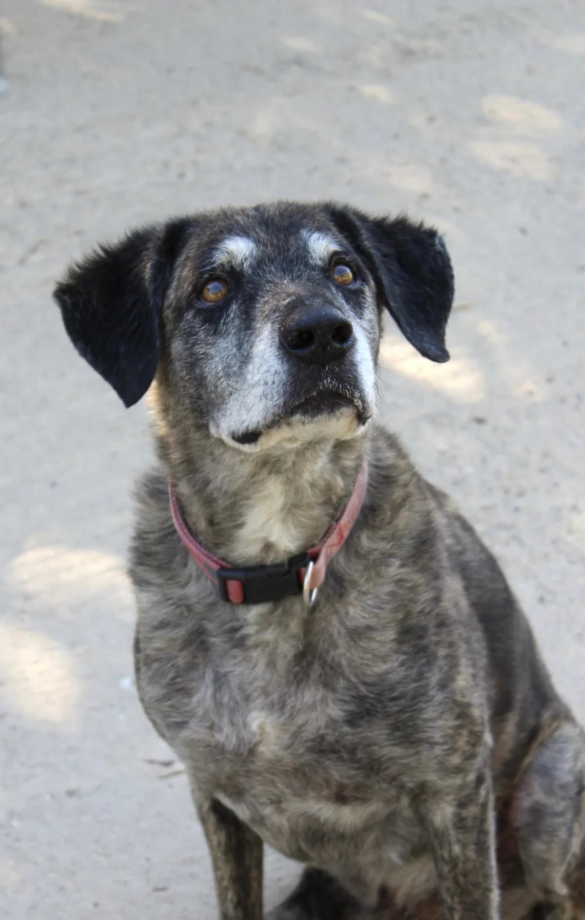 KIBA, senior Mixed Breed for adoption at Refuge Saint Roch Marseille, Marseille